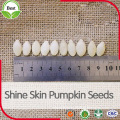 China Raw Type All Kinds of Shine Skin Pumpkin Seeds